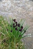 Allium atrosanguineum habit
