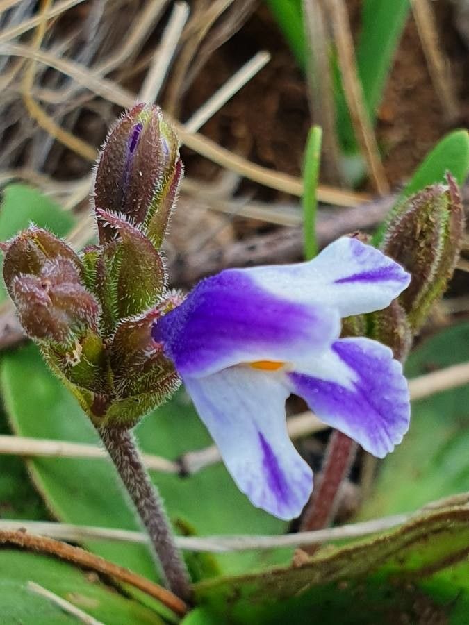 Craterostigma plantagineum flower