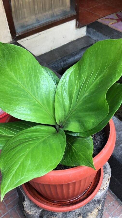 Anthurium jenmanii leaf