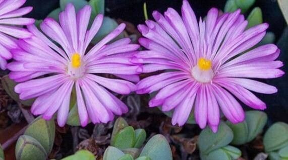 Braunsia maximiliani — related species from the same genus