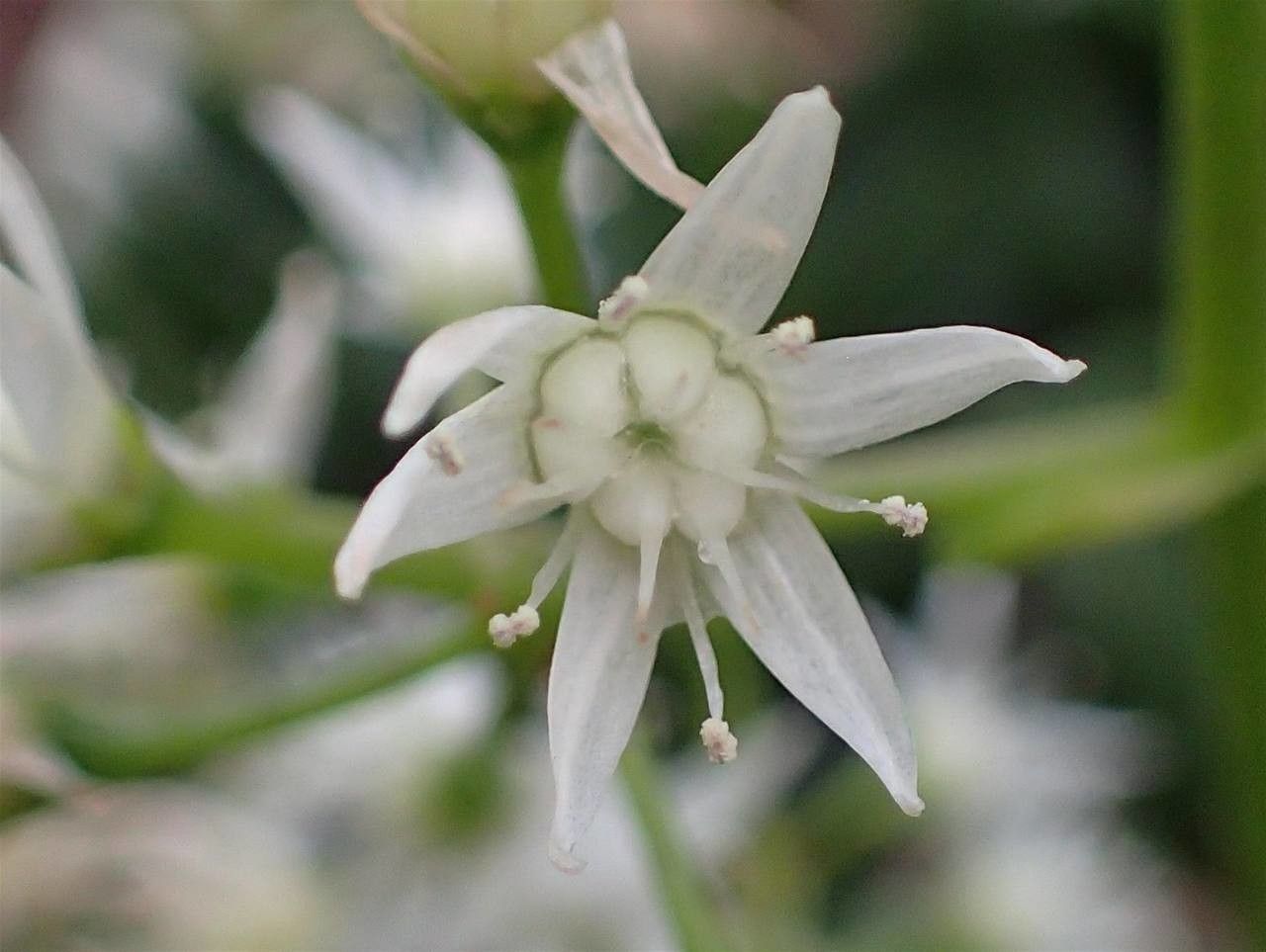 Crassula lactea flower