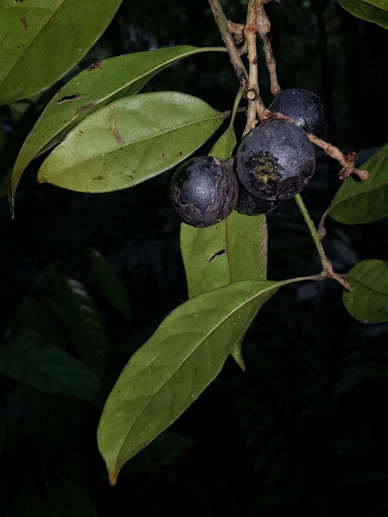 Meliosma grandiflora fruit