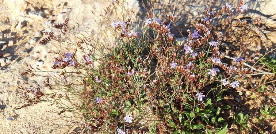 Limonium minutum flower
