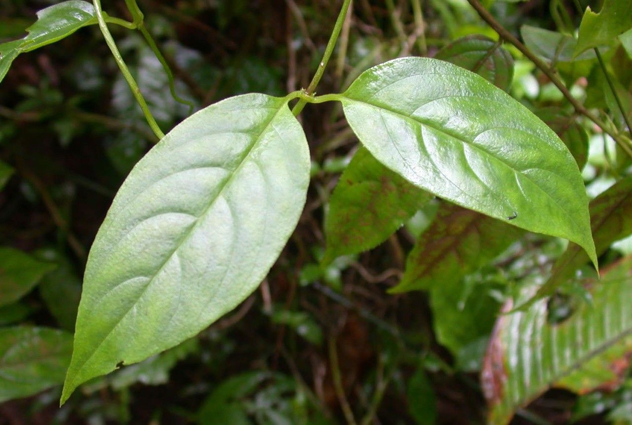 Manettia longipedicellata leaf