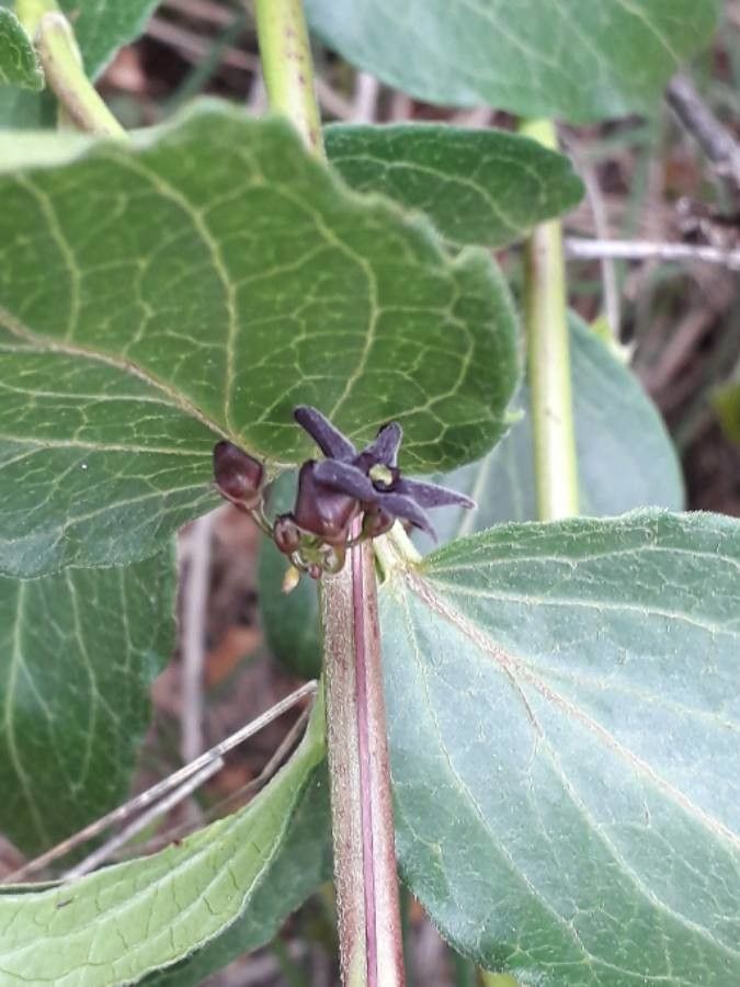 Vincetoxicum nigrum flower