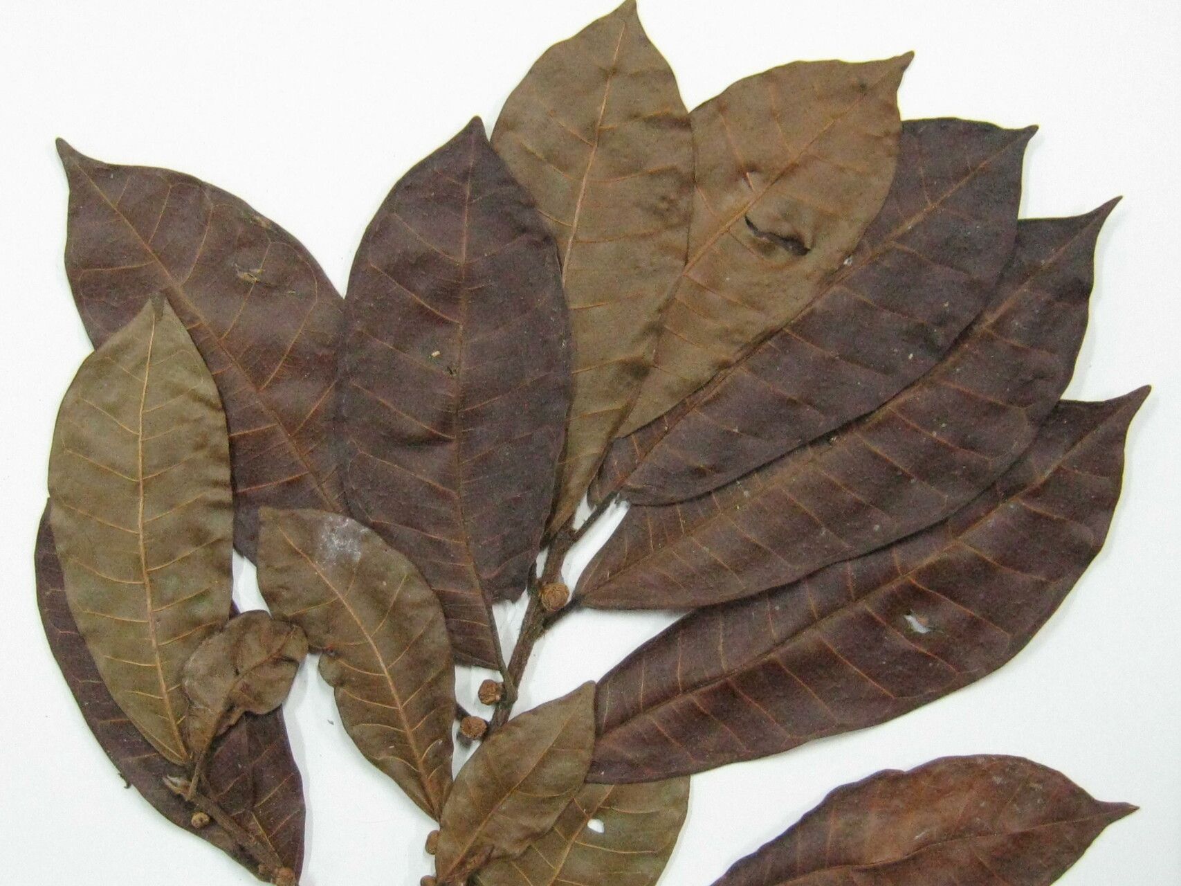 Ficus maroniensis other