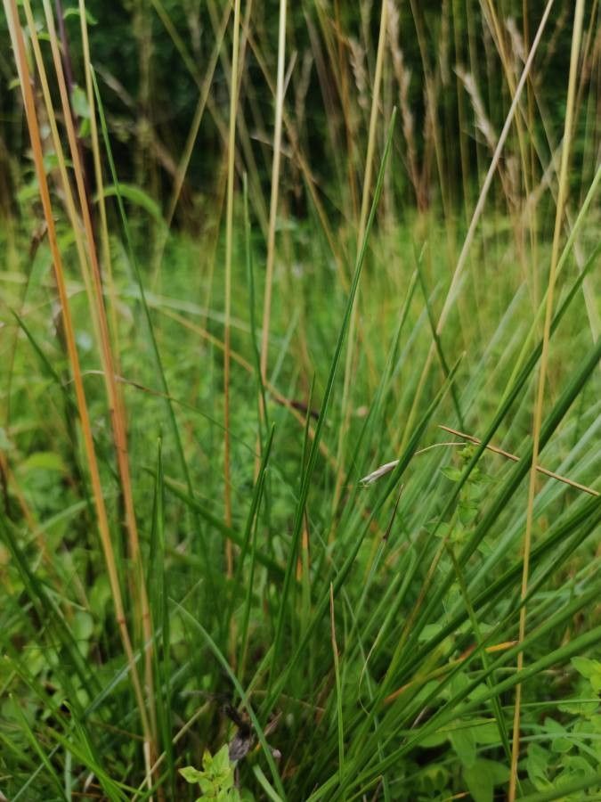 Helictochloa pratensis leaf