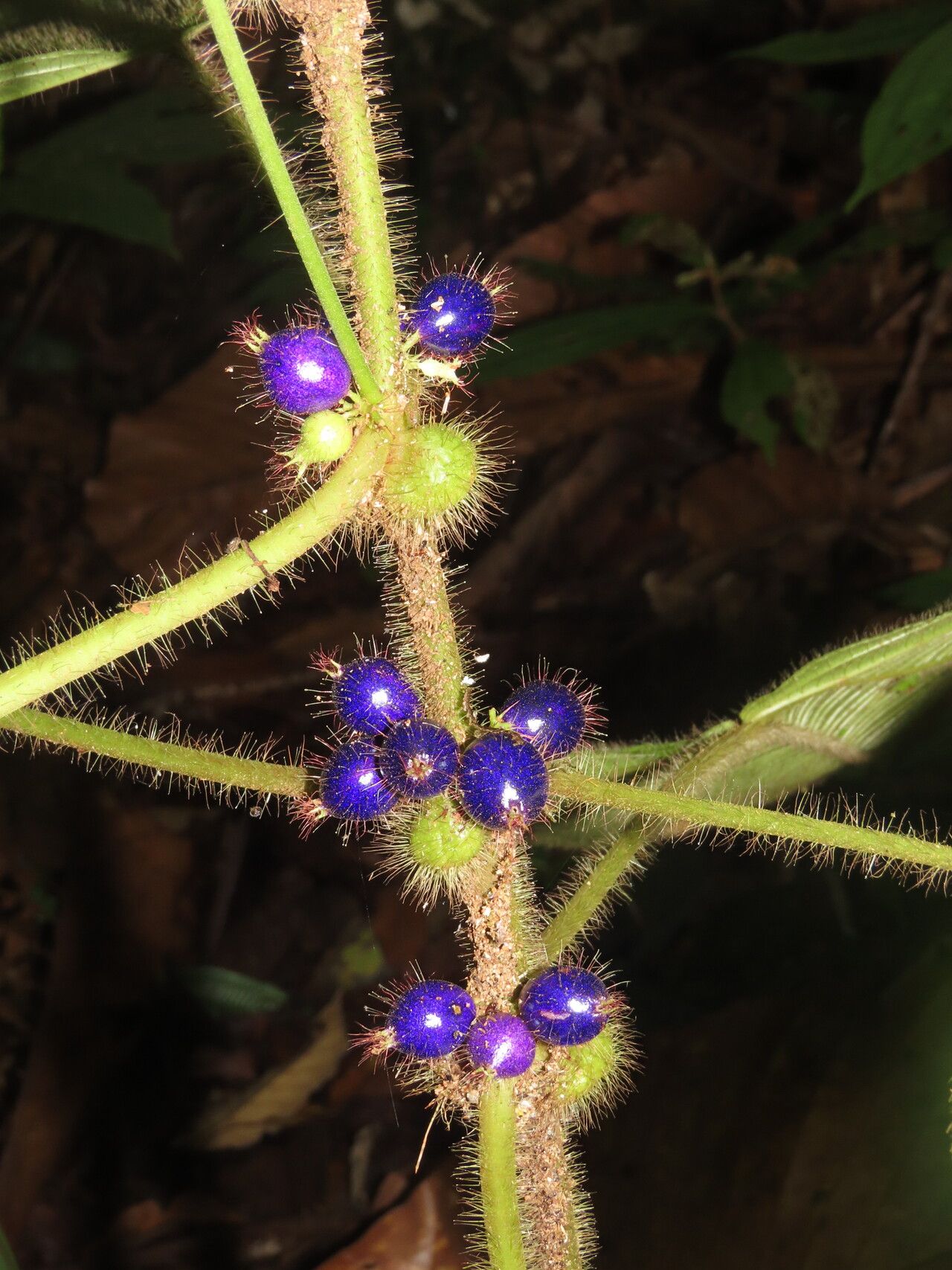Clidemia crenulata fruit