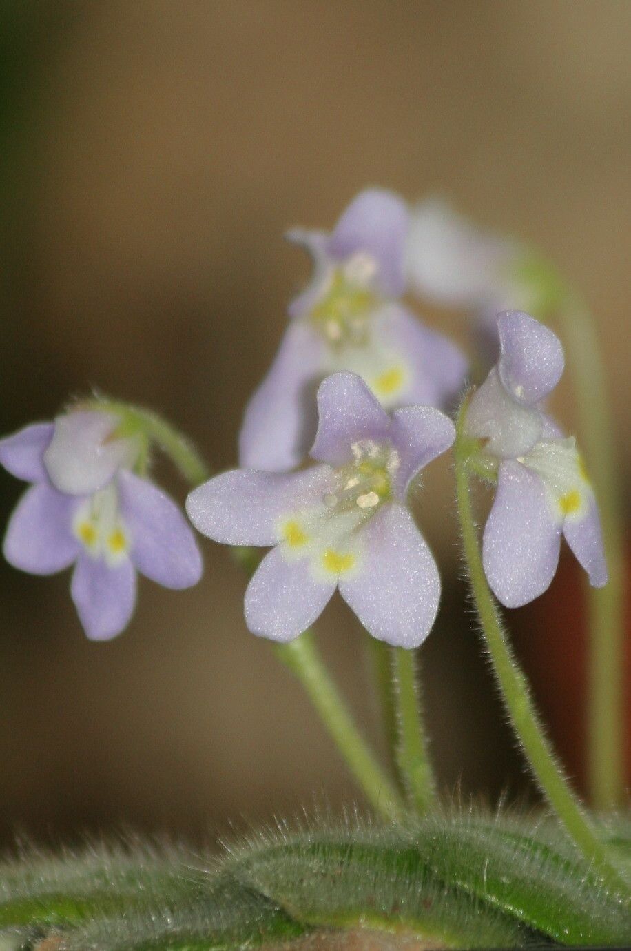Petrocosmea forrestii — houseplant care guide