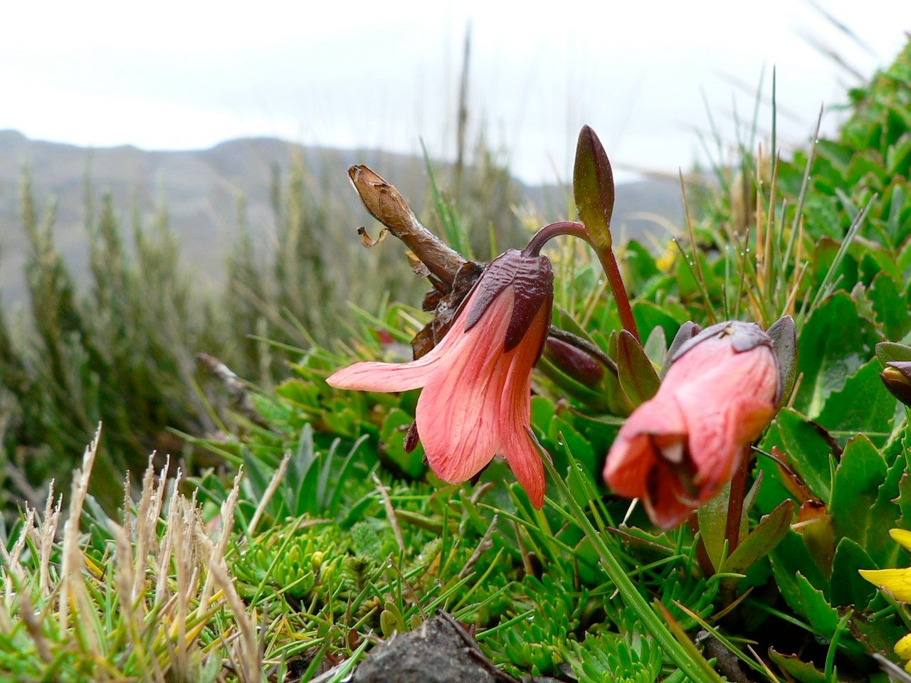 Gentianella cernua — houseplant care guide