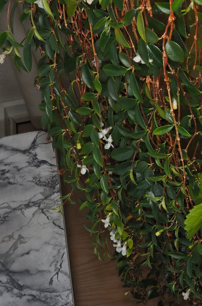 Codonanthe crassifolia habit