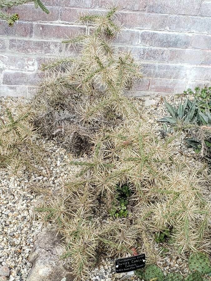 Cylindropuntia davisii habit