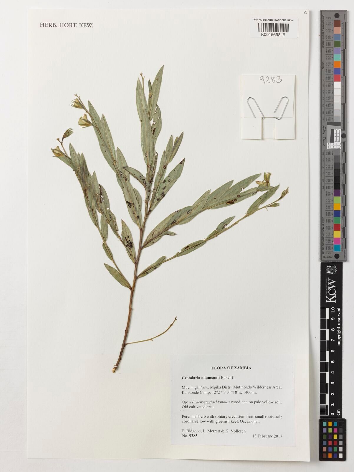 Crotalaria adamsonii — houseplant care guide