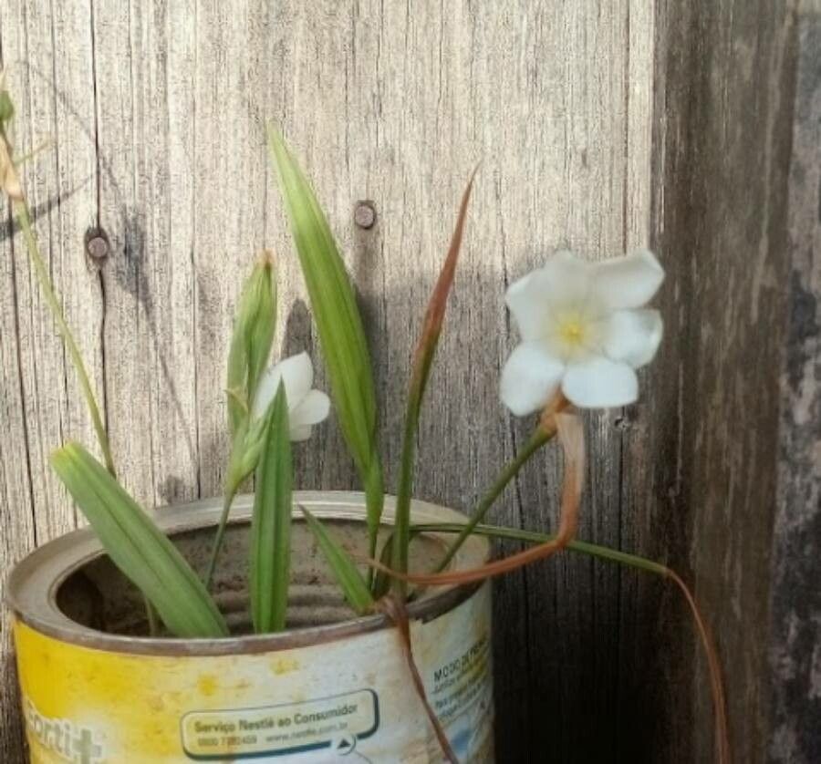 Eleutherine bulbosa habit