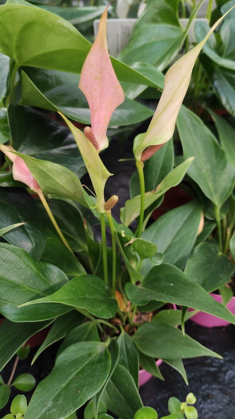 Anthurium spp. habit