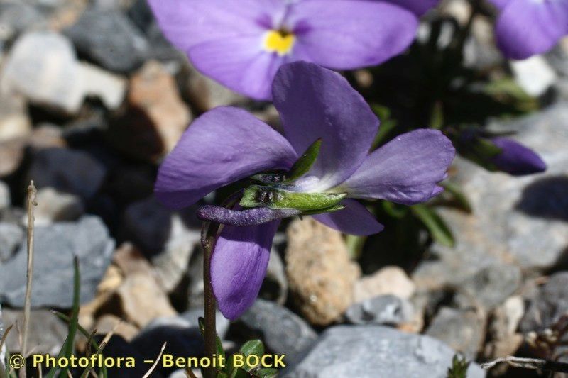 Viola cenisia bark