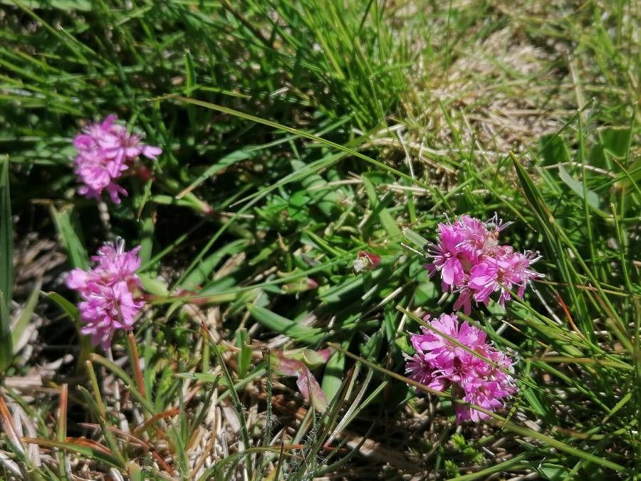 Viscaria alpina habit