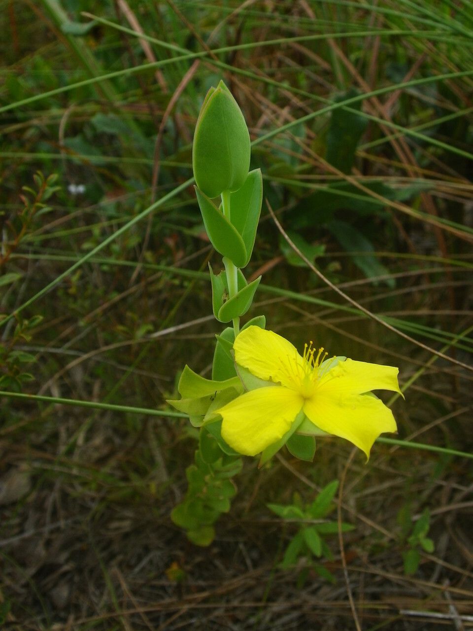 Hypericum tetrapetalum — search result for 'Cuba'