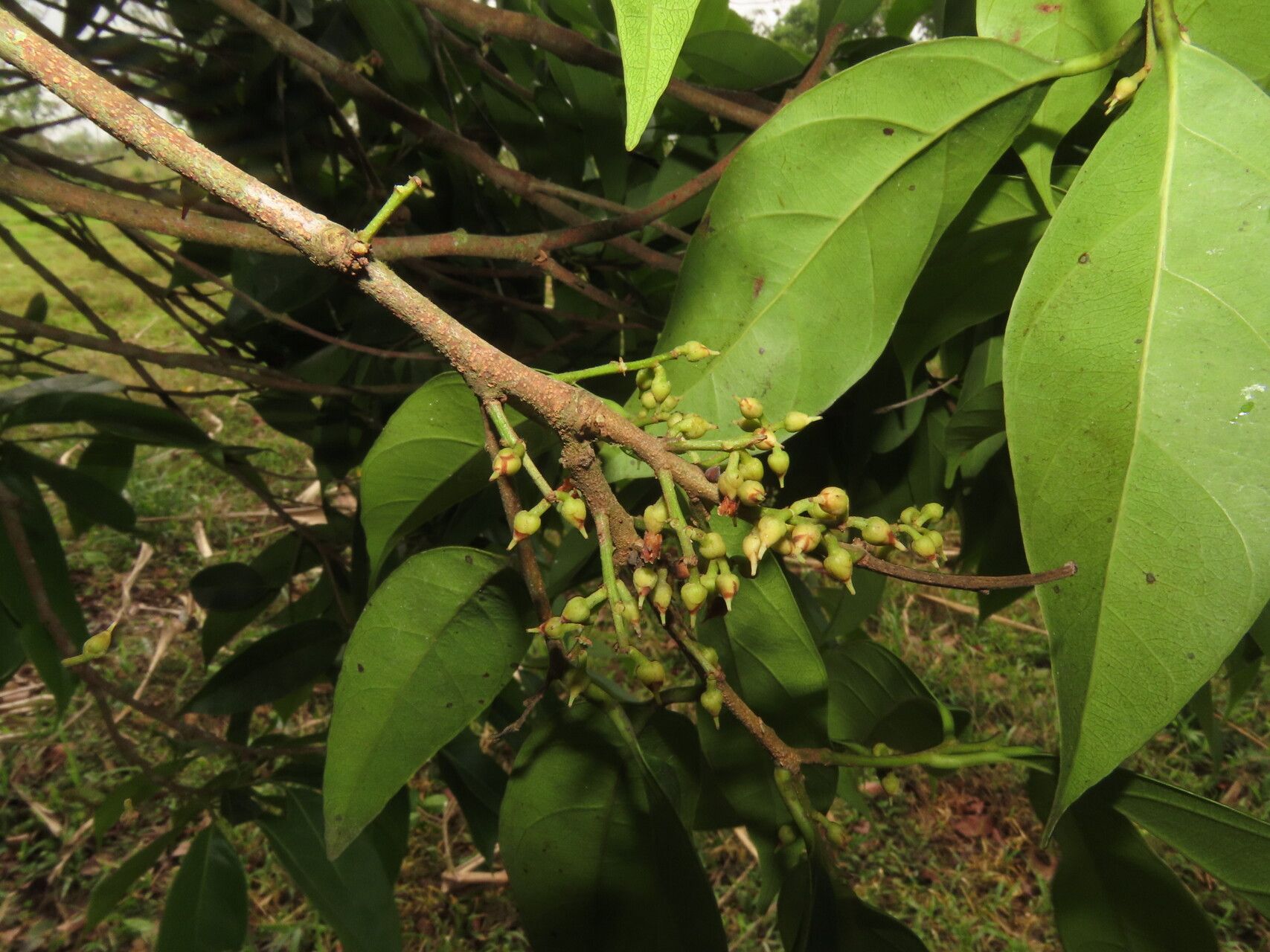 Pouteria izabalensis leaf