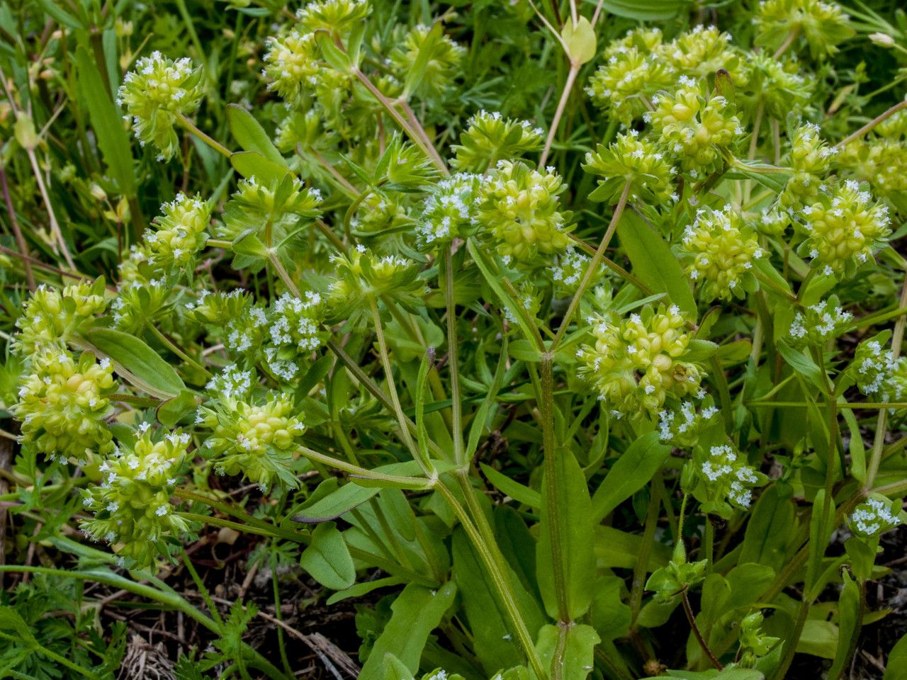 Valerianella costata leaf