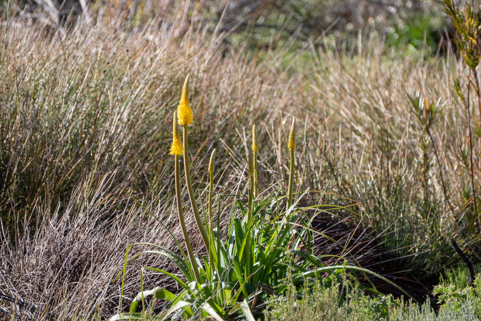 Bulbinella nutans habit