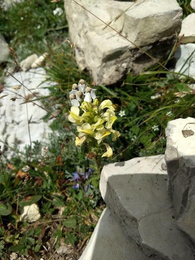 Pedicularis elongata habit