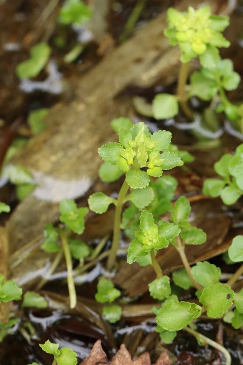 Chrysosplenium grayanum — houseplant care guide