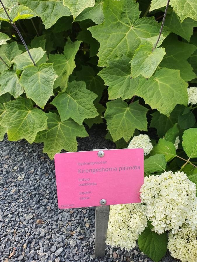 Kirengeshoma palmata other