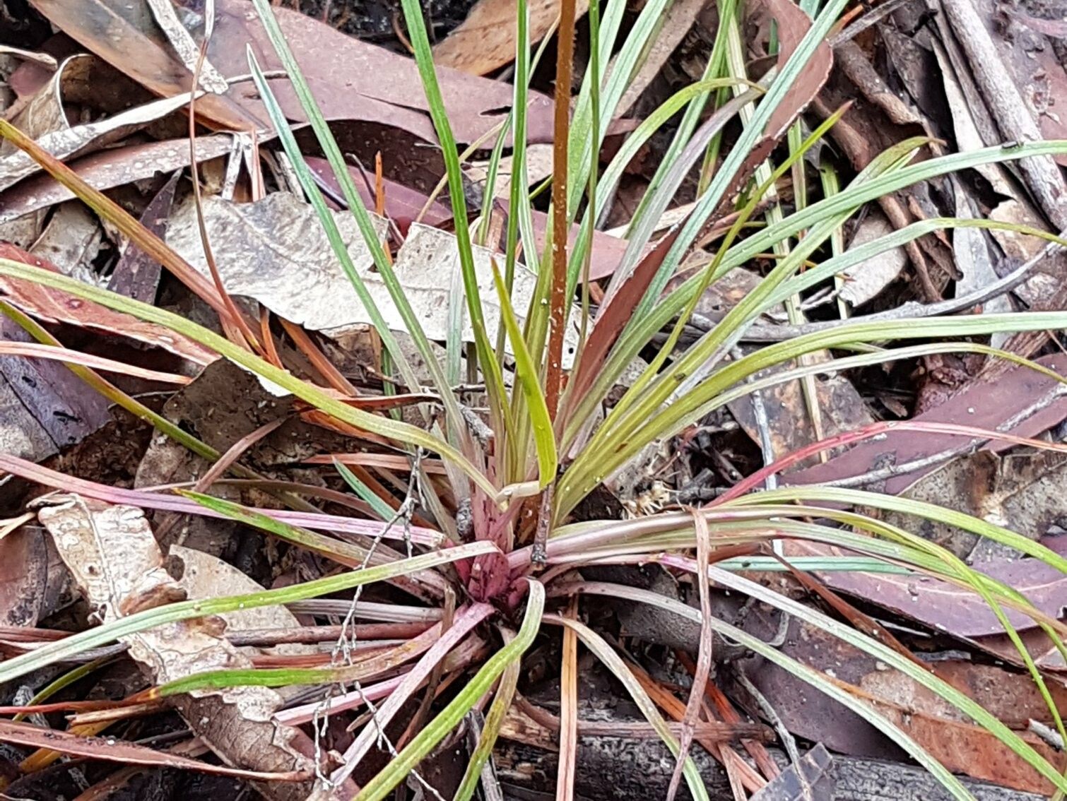 Stylidium lineare — houseplant care guide