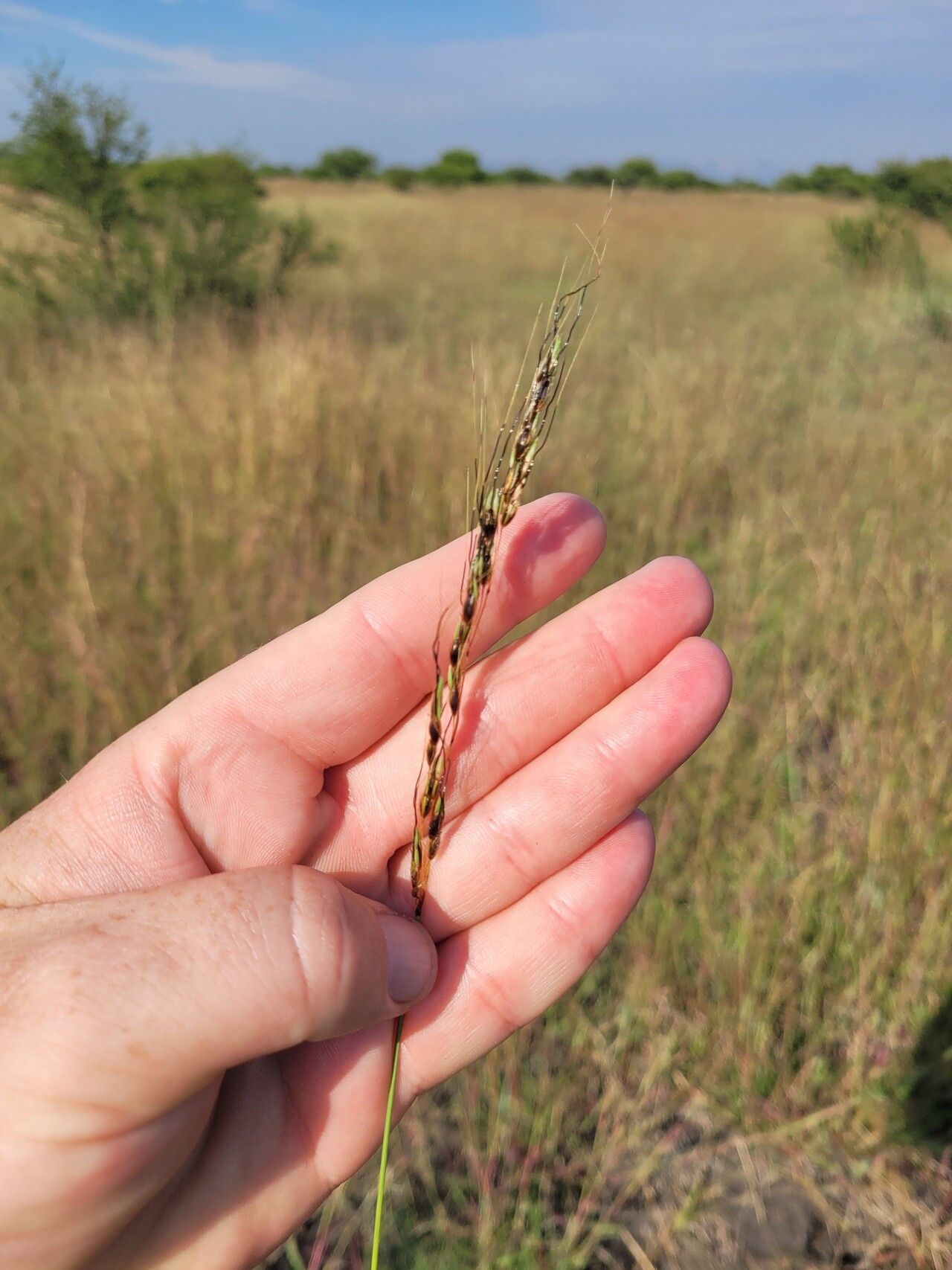 Sarga versicolor — houseplant care guide