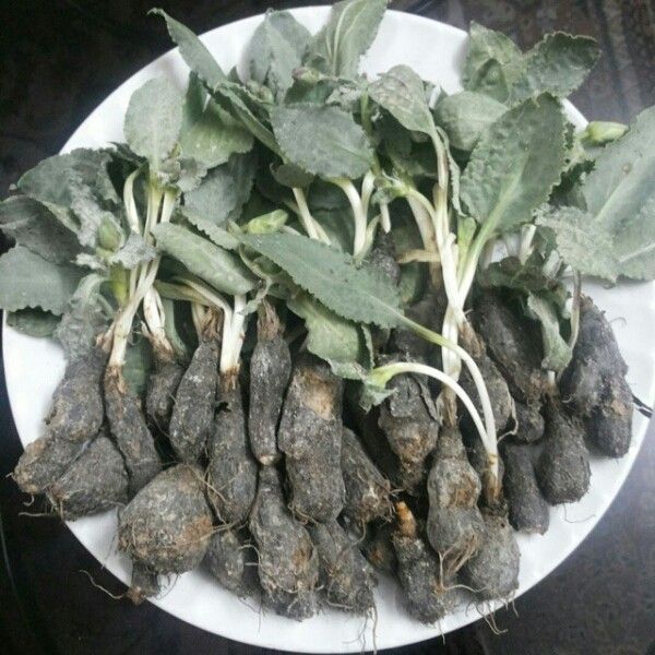 Scorzonera paradoxa leaf