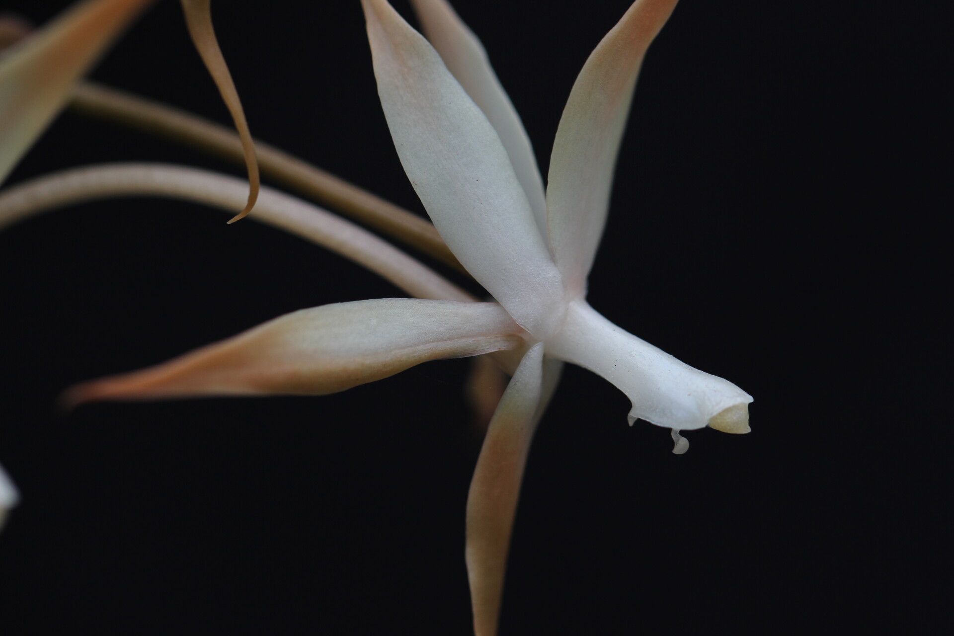 Aerangis bouarensis flower