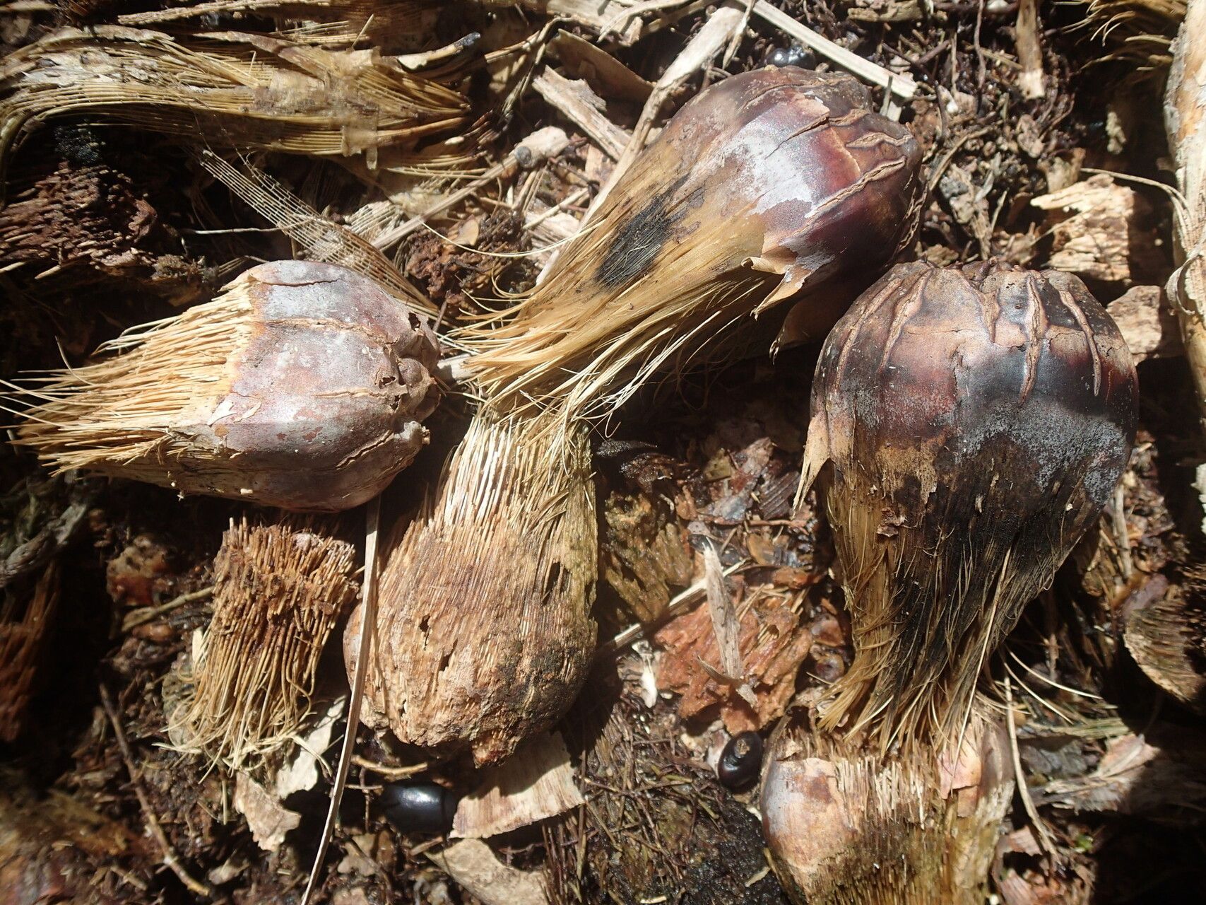 Pandanus balfourii fruit