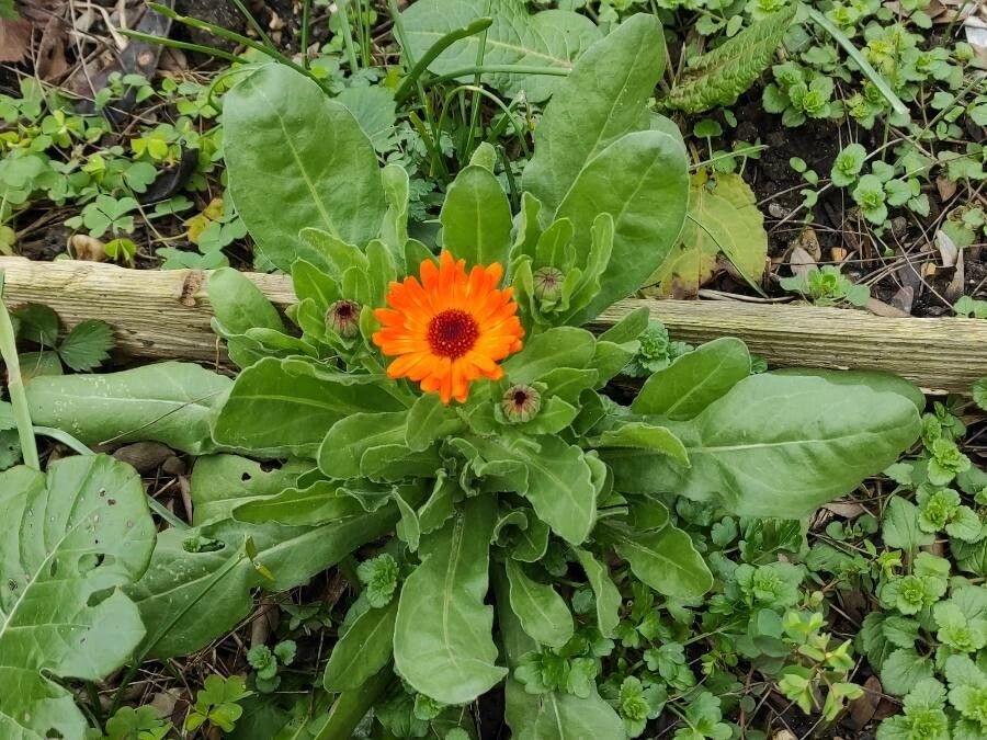 Calendula stellata flower