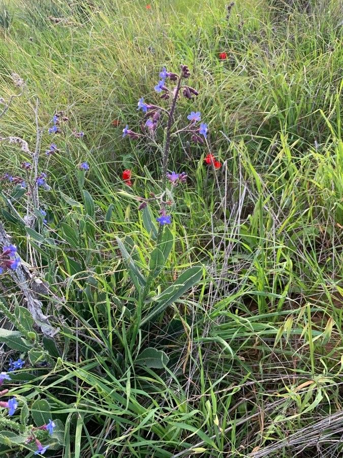 Anchusa strigosa leaf