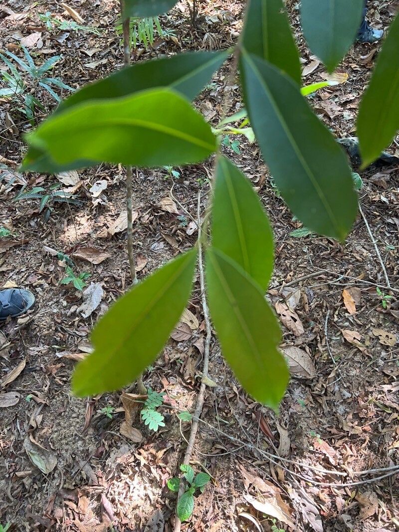 Cratoxylum formosum — related species from the same genus