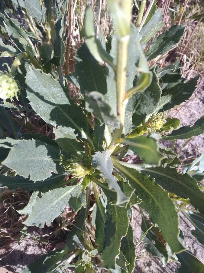 Grindelia chiloensis — houseplant care guide