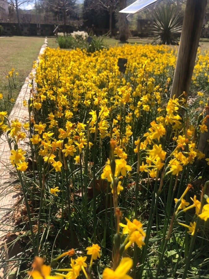 Narcissus flavus — search result for 'Narcissus'