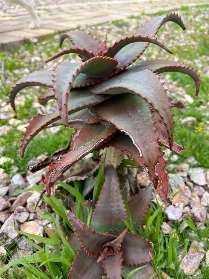 Aloe elgonica leaf