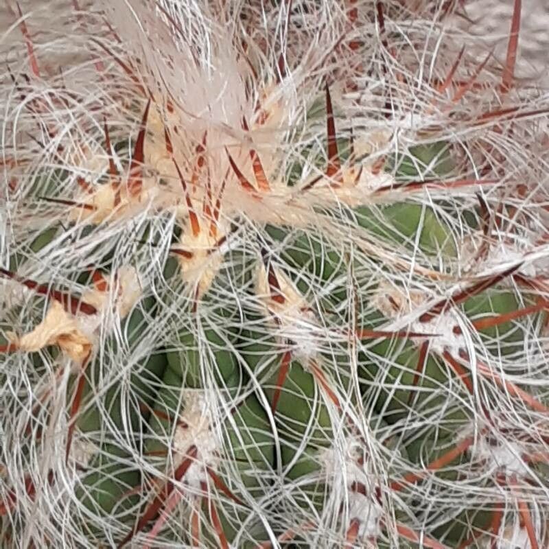 Oreocereus celsianus flower
