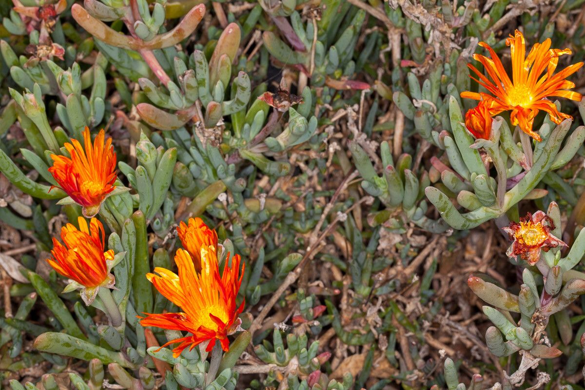 Lampranthus aureus — related species from the same genus