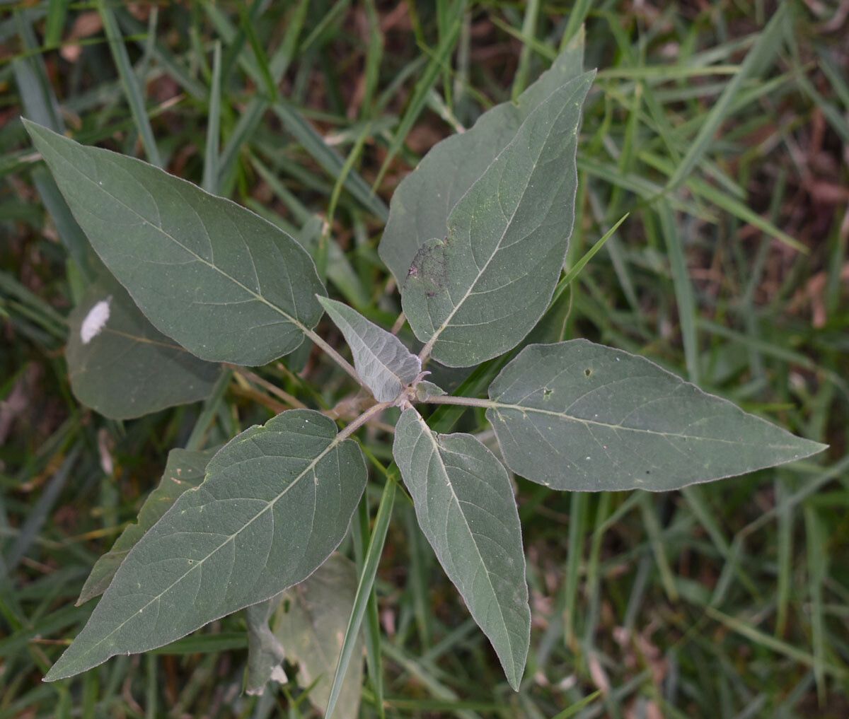 Solanum intonsum leaf