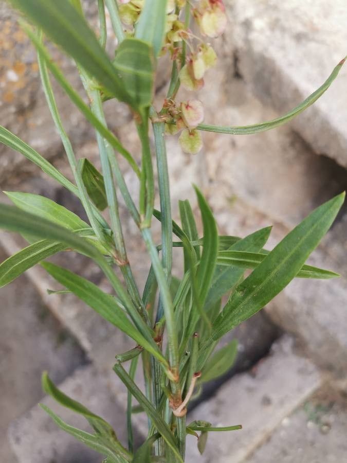 Rumex nervosus — houseplant care guide