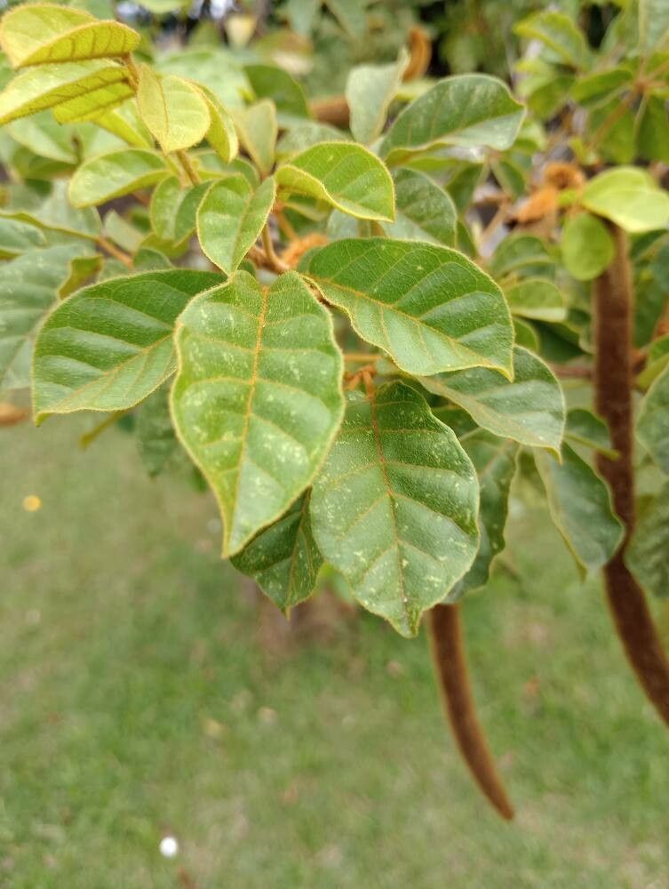 Handroanthus chrysotrichus — large blooms houseplant