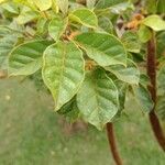 Handroanthus chrysotrichus