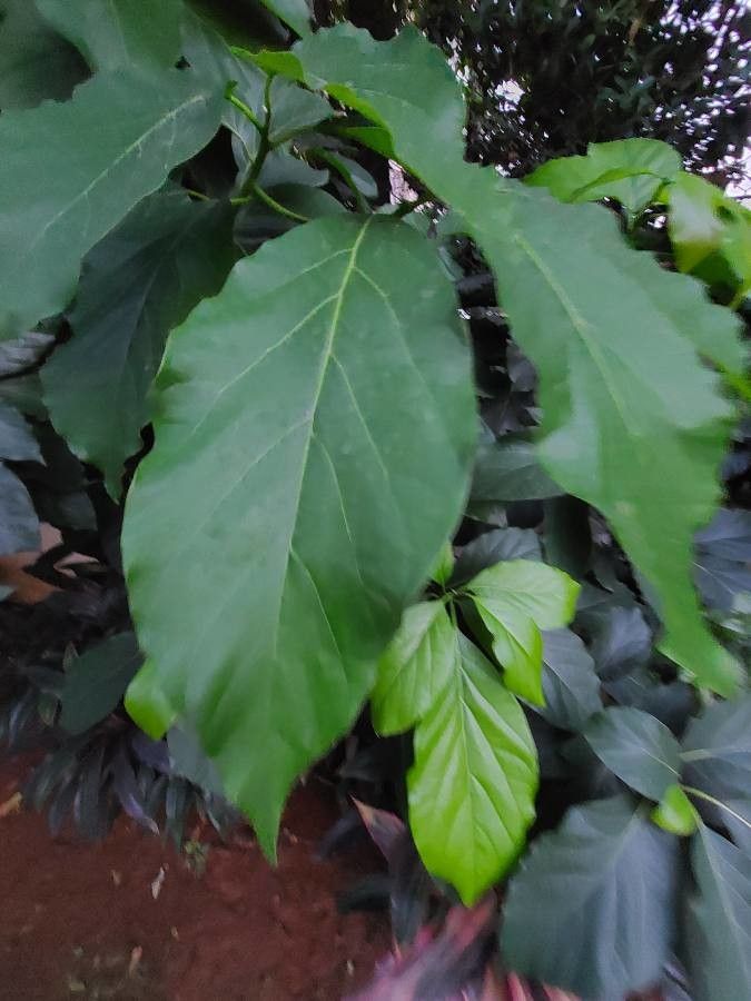 Combretum woodii — search result for 'Combretum'