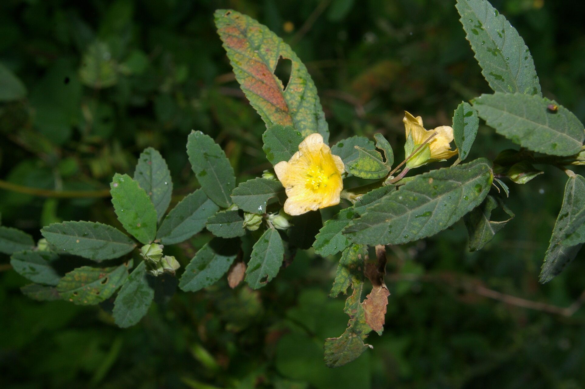 Sida haenkeana flower