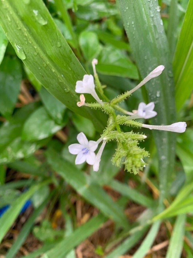 Plumbago scandens flower