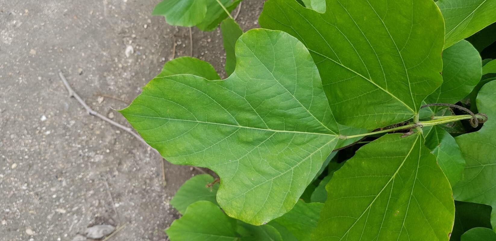 Pueraria montana leaf