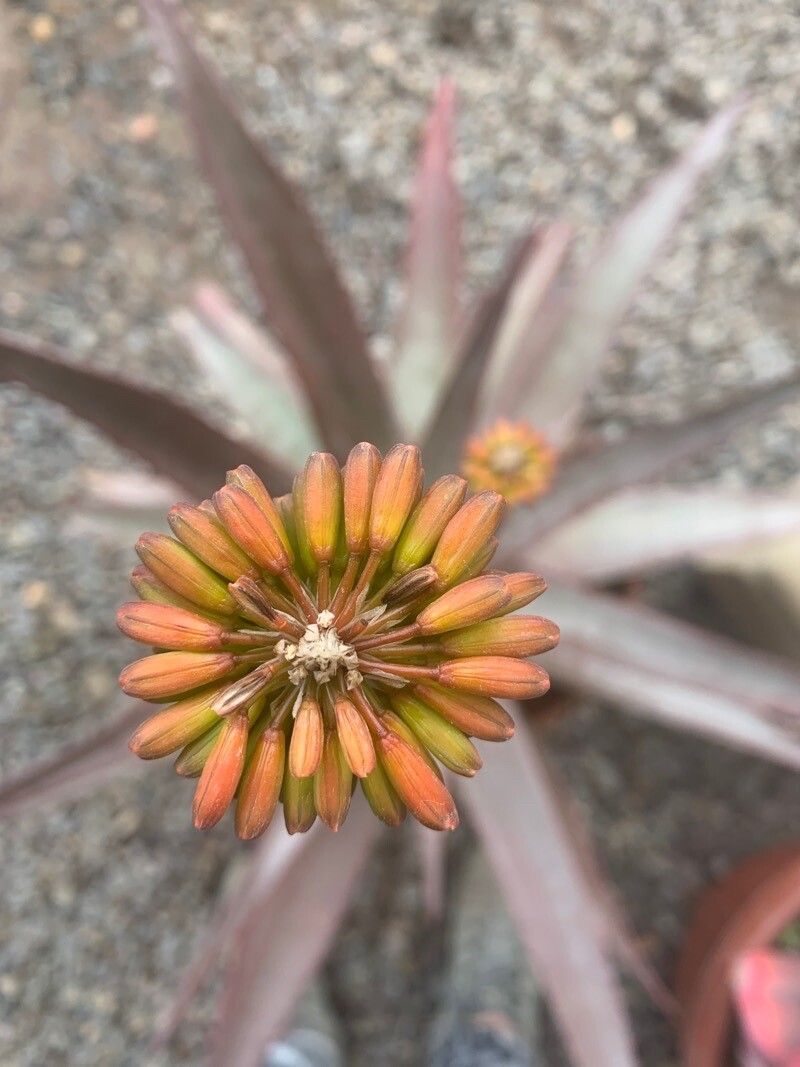 Aloe capitata flower